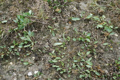Lepidium cartilagineum