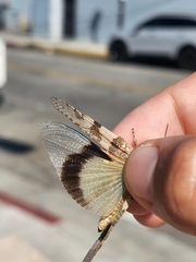 Trimerotropis pallidipennis