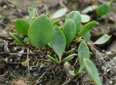 Lepidium cartilagineum