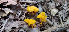 Cantharellus minor