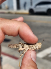 Trimerotropis pallidipennis