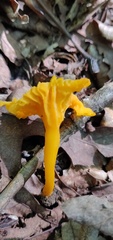 Cantharellus minor
