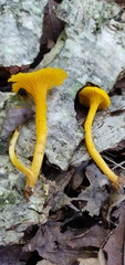Cantharellus minor