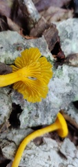 Cantharellus minor