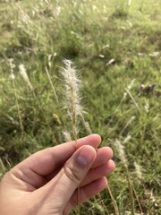 Bothriochloa laguroides