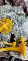 Cantharellus minor