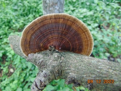 Hexagonia