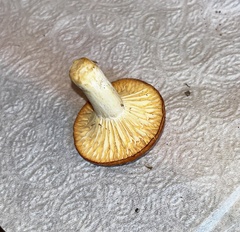 Cuphophyllus pratensis