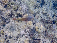 Paracirrhites forsteri
