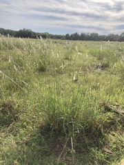 Bothriochloa laguroides