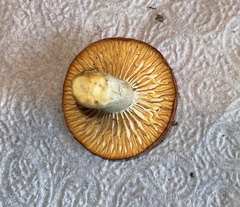 Cuphophyllus pratensis