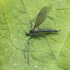 Gnophomyia tristissima