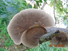 Hexagonia