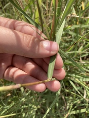 Bothriochloa laguroides
