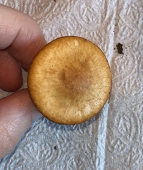 Cuphophyllus pratensis