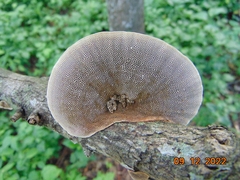 Hexagonia