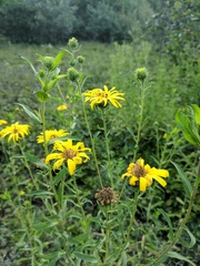 Heterotheca camporum glandulissima