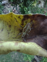 Naupactus xanthographus