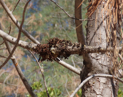 Arceuthobium occidentale