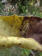 Naupactus xanthographus