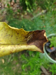 Naupactus xanthographus