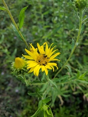Heterotheca camporum glandulissima