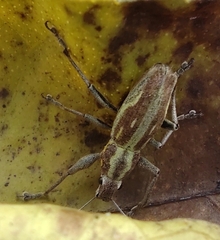 Naupactus xanthographus