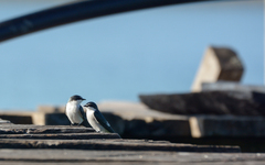 Tachycineta albilinea