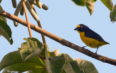 Euphonia hirundinacea