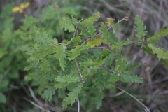 Quercus cerris