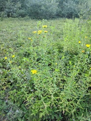Heterotheca camporum glandulissima