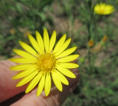 Bradburia pilosa