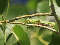 Schistocerca shoshone