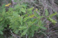 Quercus cerris