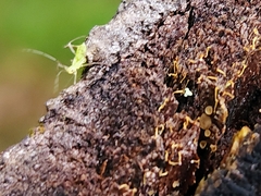Acyrthosiphon