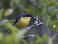 Todirostrum cinereum