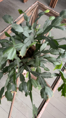 Schlumbergera truncata