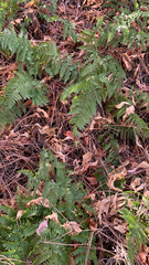 Dryopteris arguta