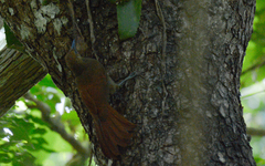 Dendrocolaptes sanctithomae