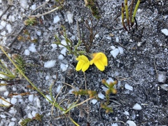 Lebeckia