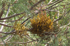 Arceuthobium occidentale