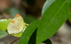 Pyrisitia dina westwoodi