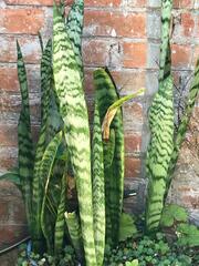 Sansevieria