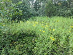 Heterotheca camporum glandulissima