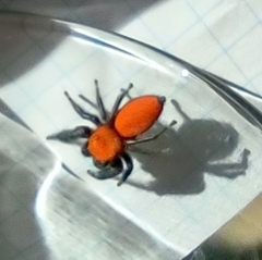 Phidippus cardinalis