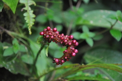 Anthurium lancifolium