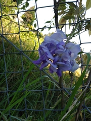 Wisteria frutescens