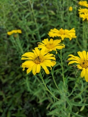 Heterotheca camporum glandulissima