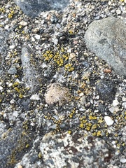 Candelariella aurella