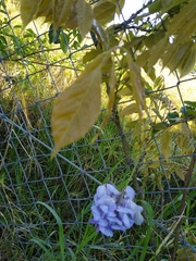 Wisteria frutescens